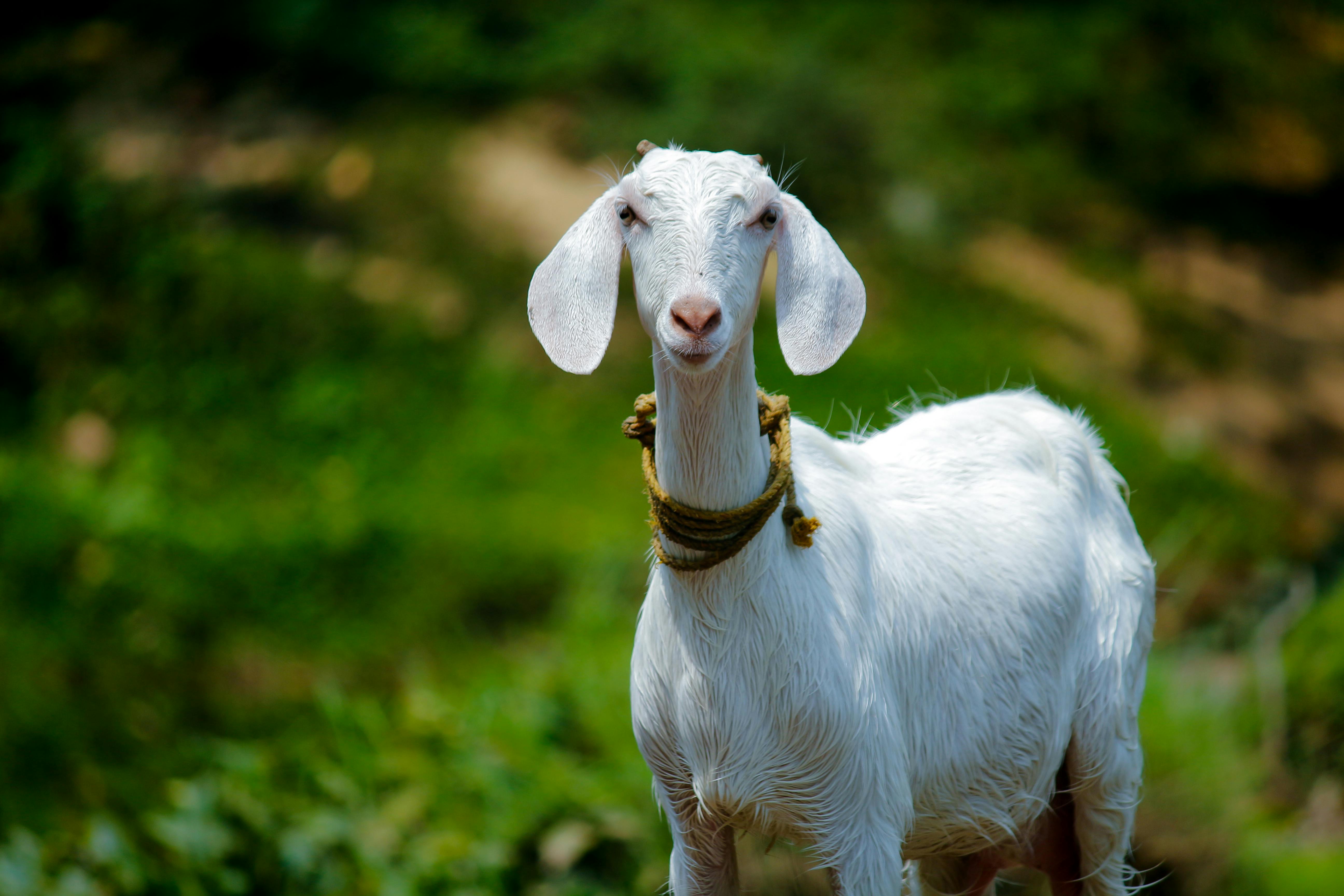 Our Goats