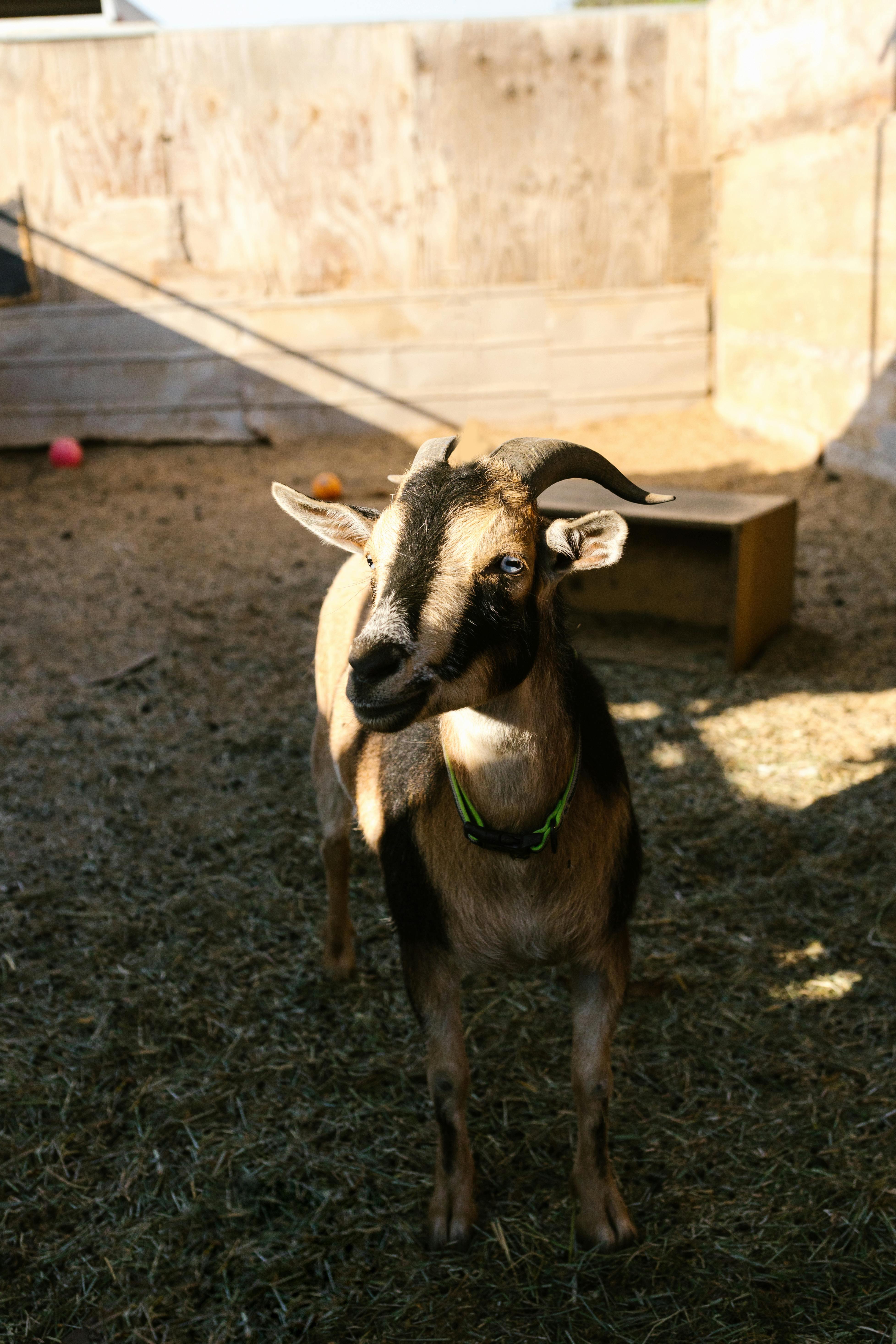 Domesticated Goats