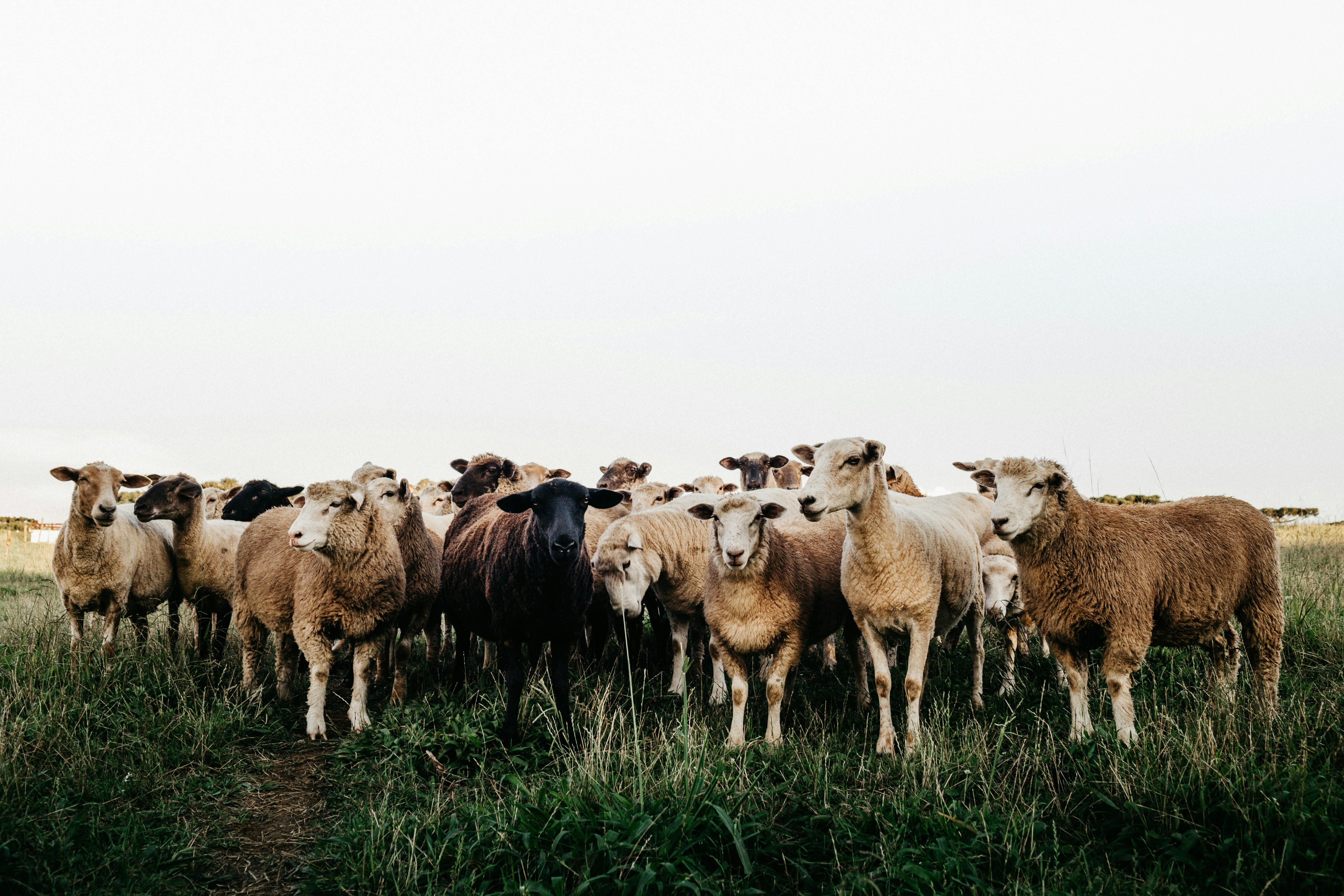 Goat Raising Practices