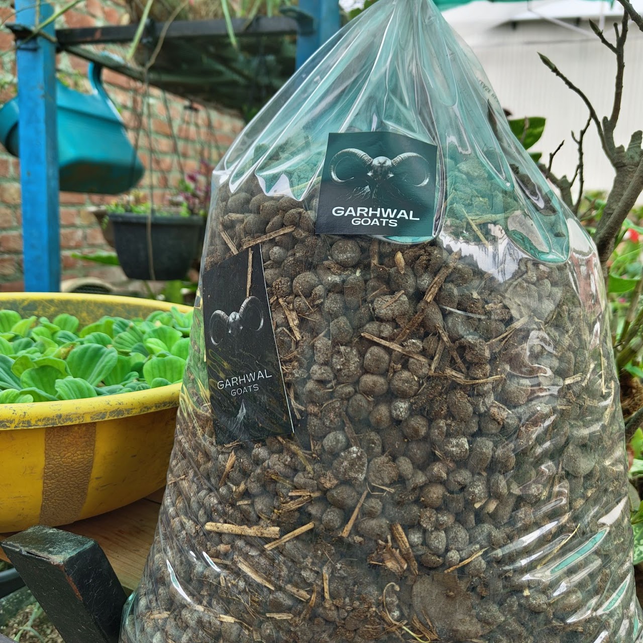 Goat Manure
