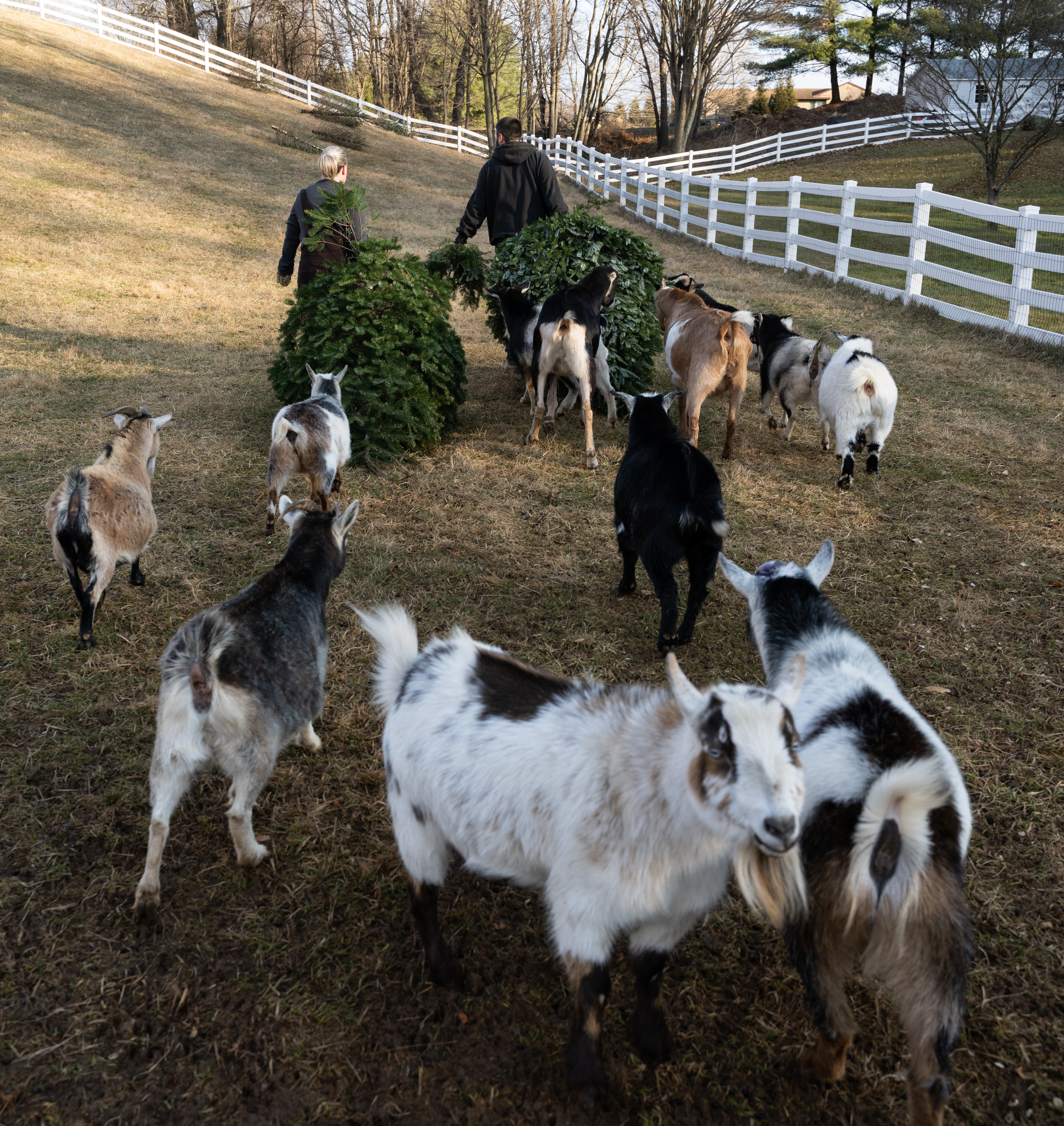 Goat Farm Training